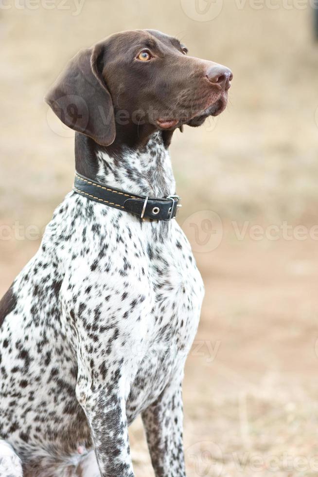 German shorthaired pointer dog sitting in field photo