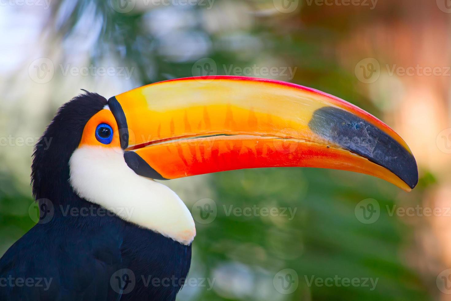 Colorful tucan photo
