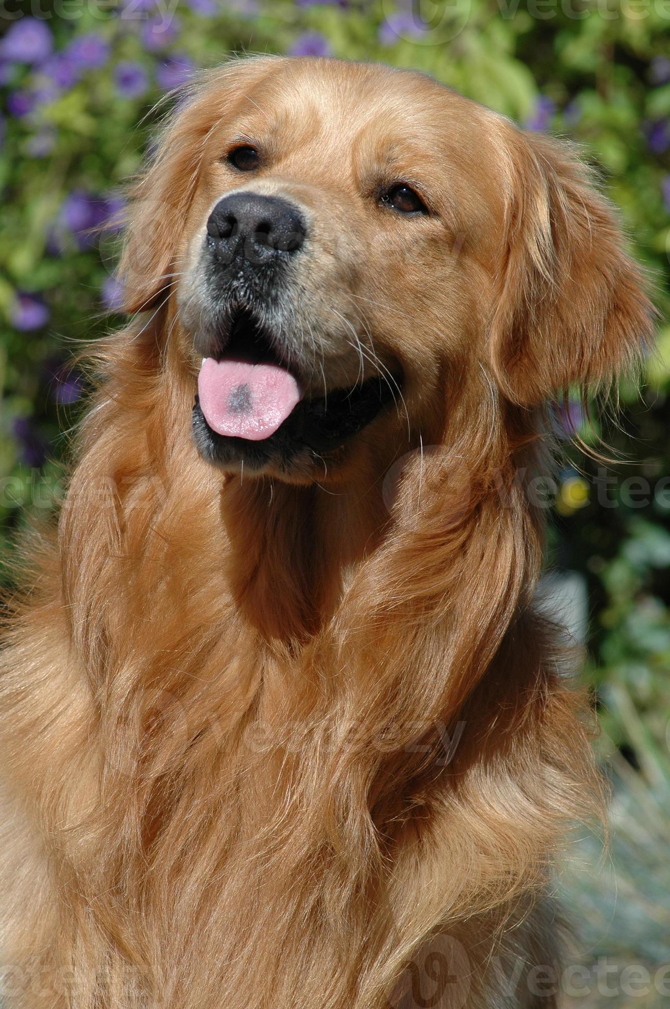 Golden Retriever properly posed 717035 Stock Photo at Vecteezy
