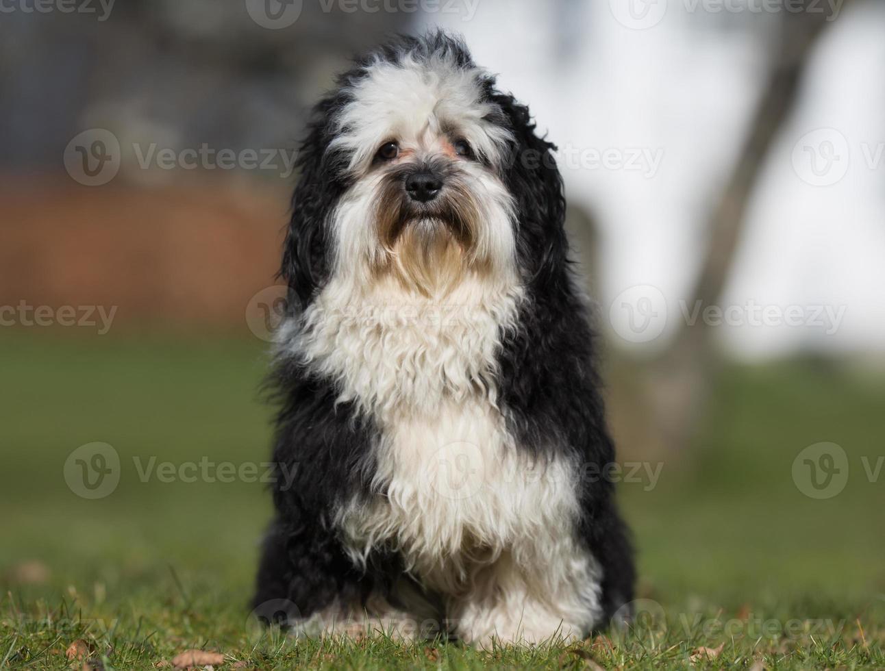 Hungarian Sheepdog Stock Photos, Images and Backgrounds for Free Download