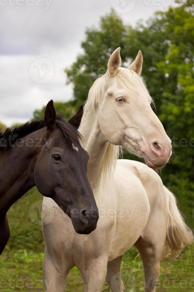 Horses look like Yin and Yang photo