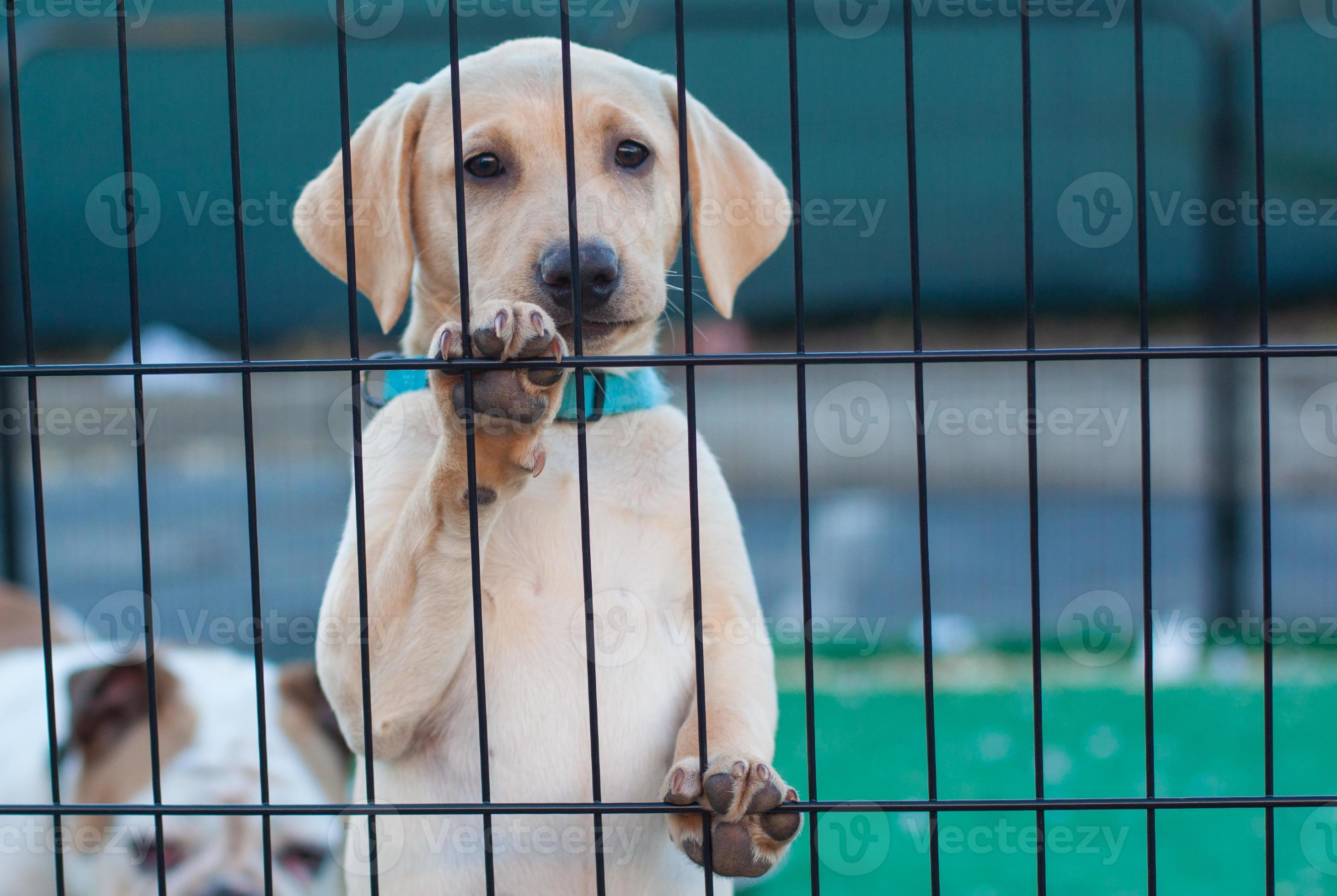 Labrador Retriever Amarillo Bebe Foto De Stock En Vecteezy