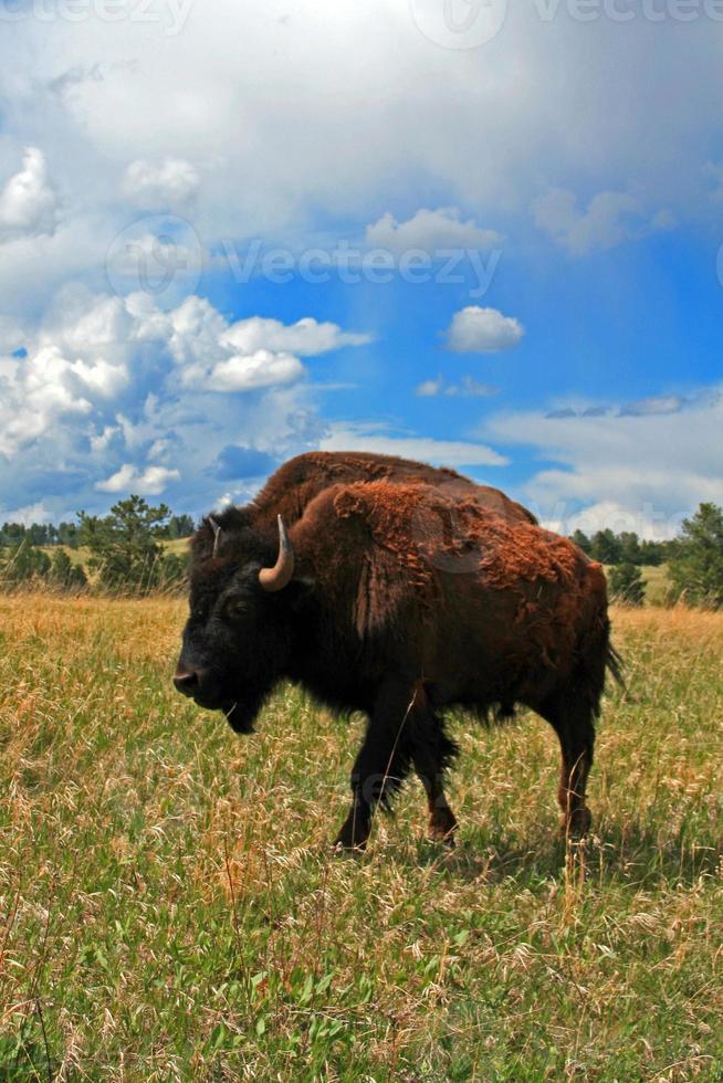 Bisonte americano búfalo vaca en el Parque Nacional Wind Cave foto