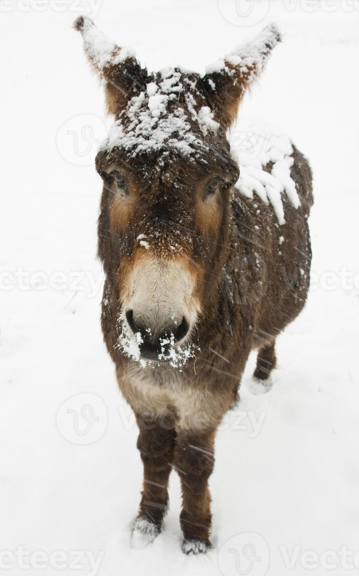 Donkey stood in snow 717162 Stock Photo at Vecteezy