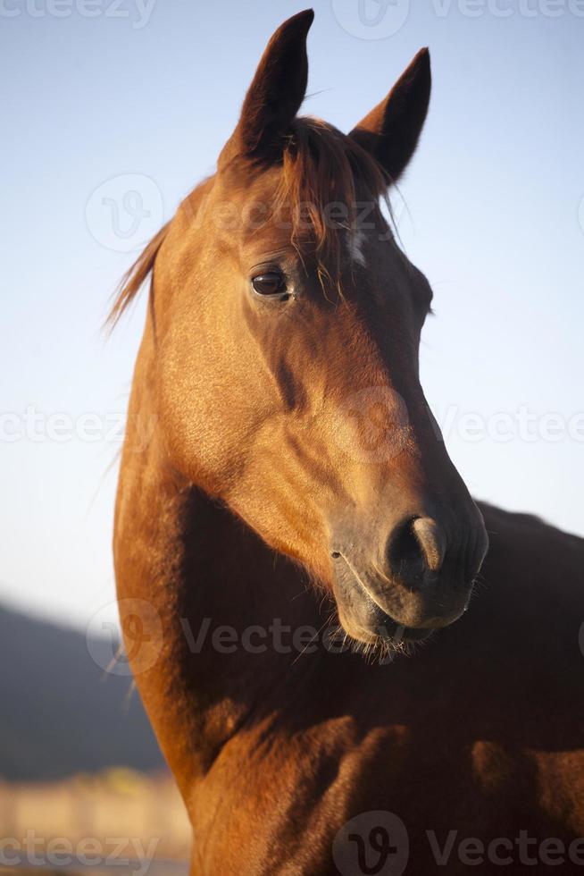yegua pacífica cabeza de caballo vista lateral verano foto