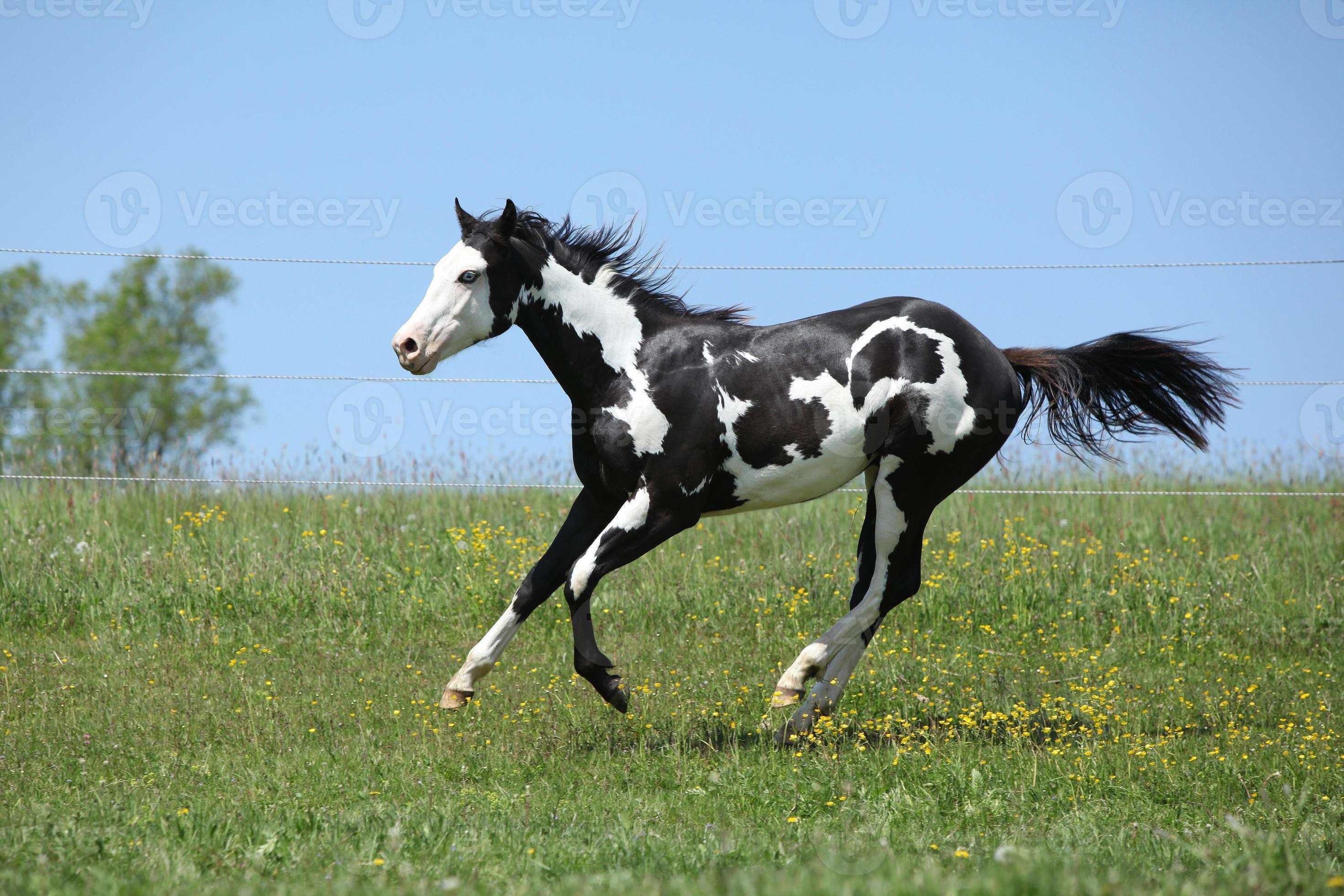 Gorgeous Black And White Stallion Of Paint Horse Running Stock Photo Gorgeous Black And White Stallion Of Paint Horse Running Stock Photo