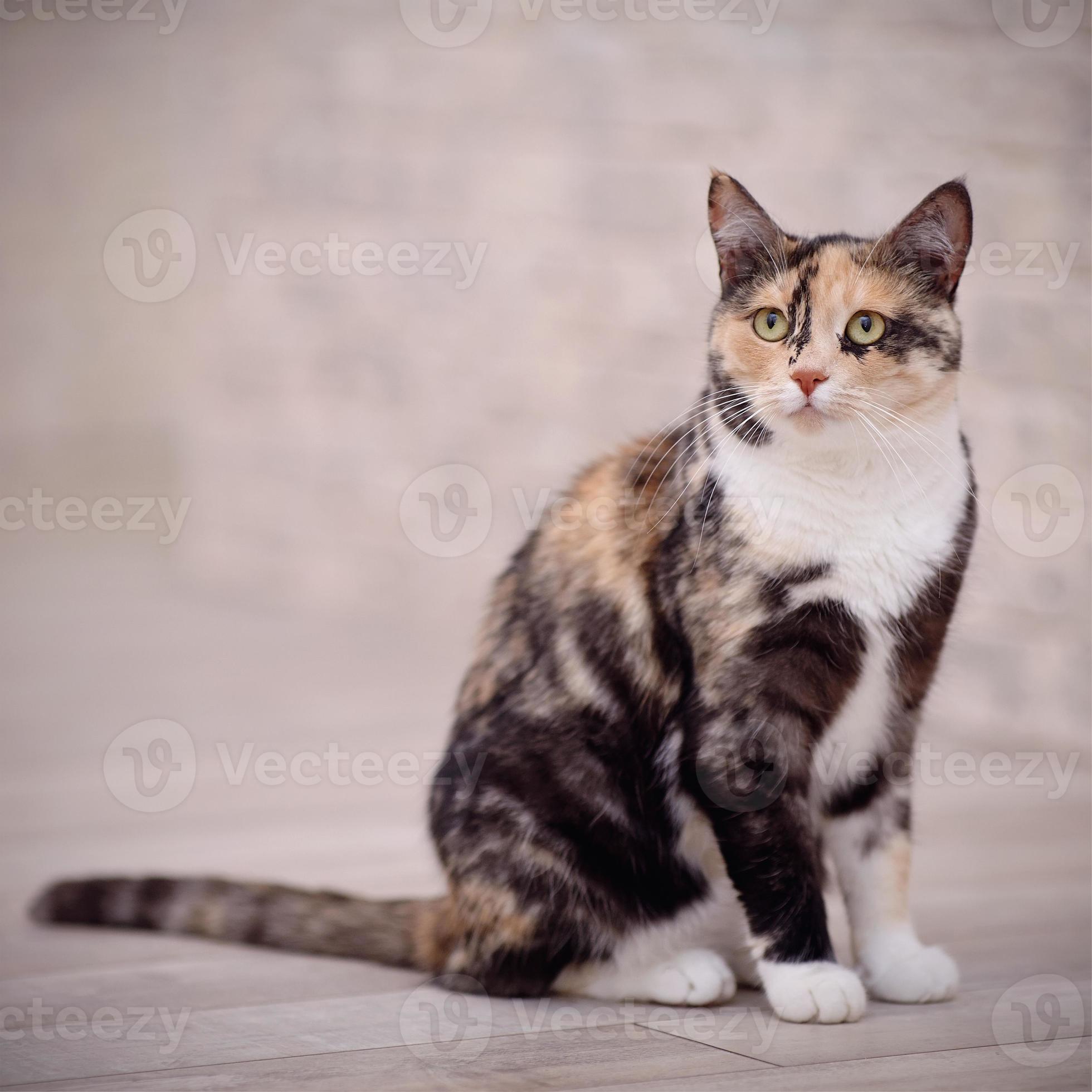 Domestic multicolored cat 717355 Stock Photo at Vecteezy