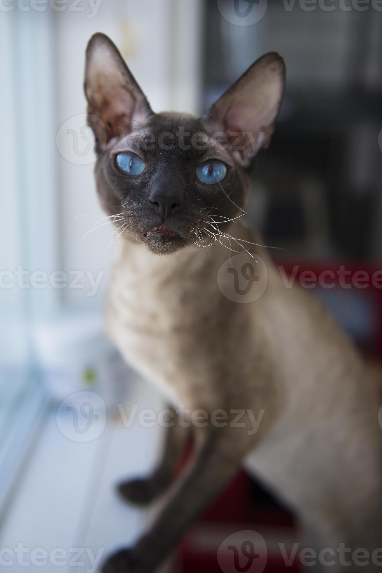 Sphynx Cat Window Background Devon Rex Stock Photo At Vecteezy