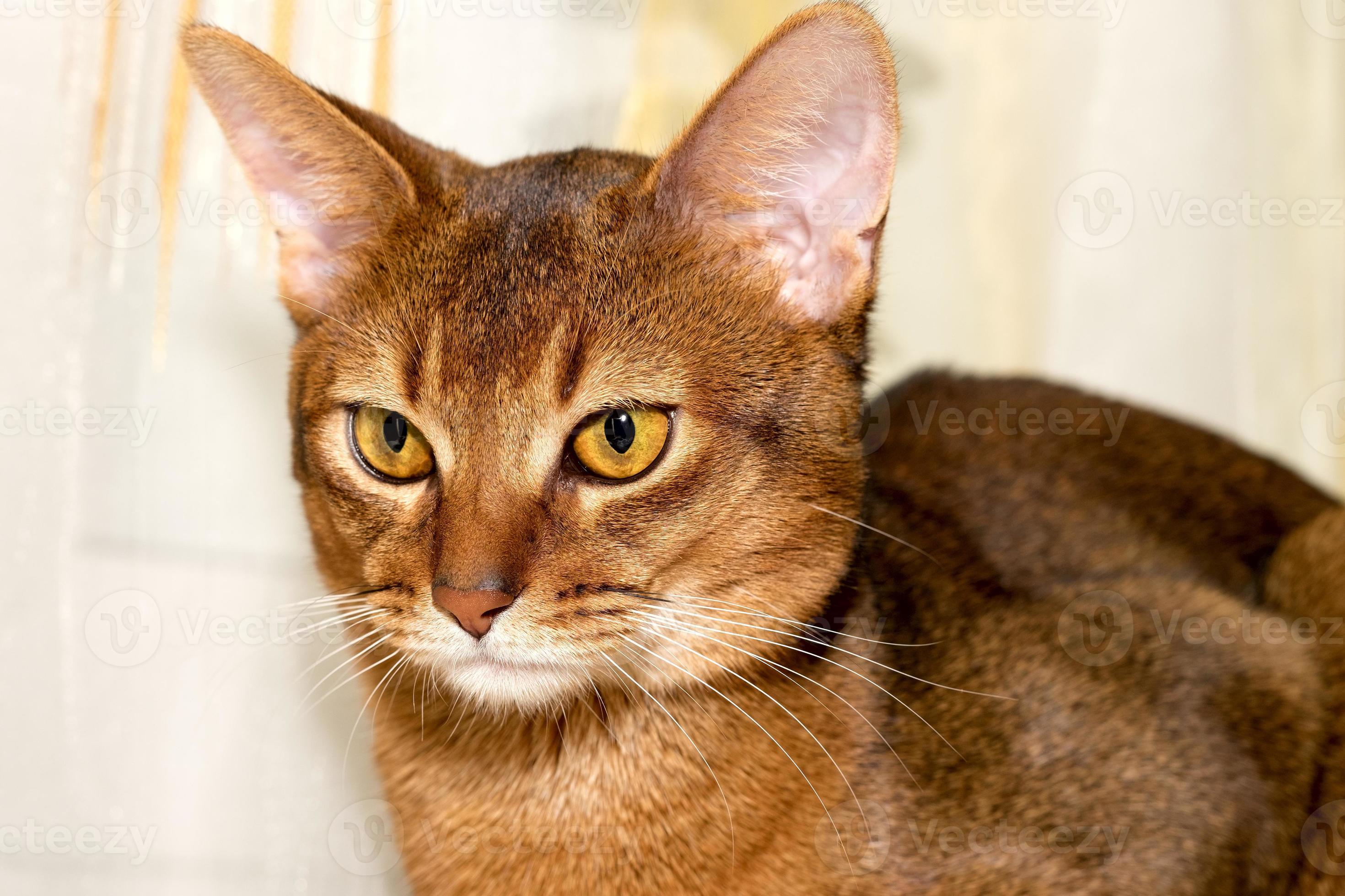 Purebred abyssinian cat 717392 Stock Photo at Vecteezy