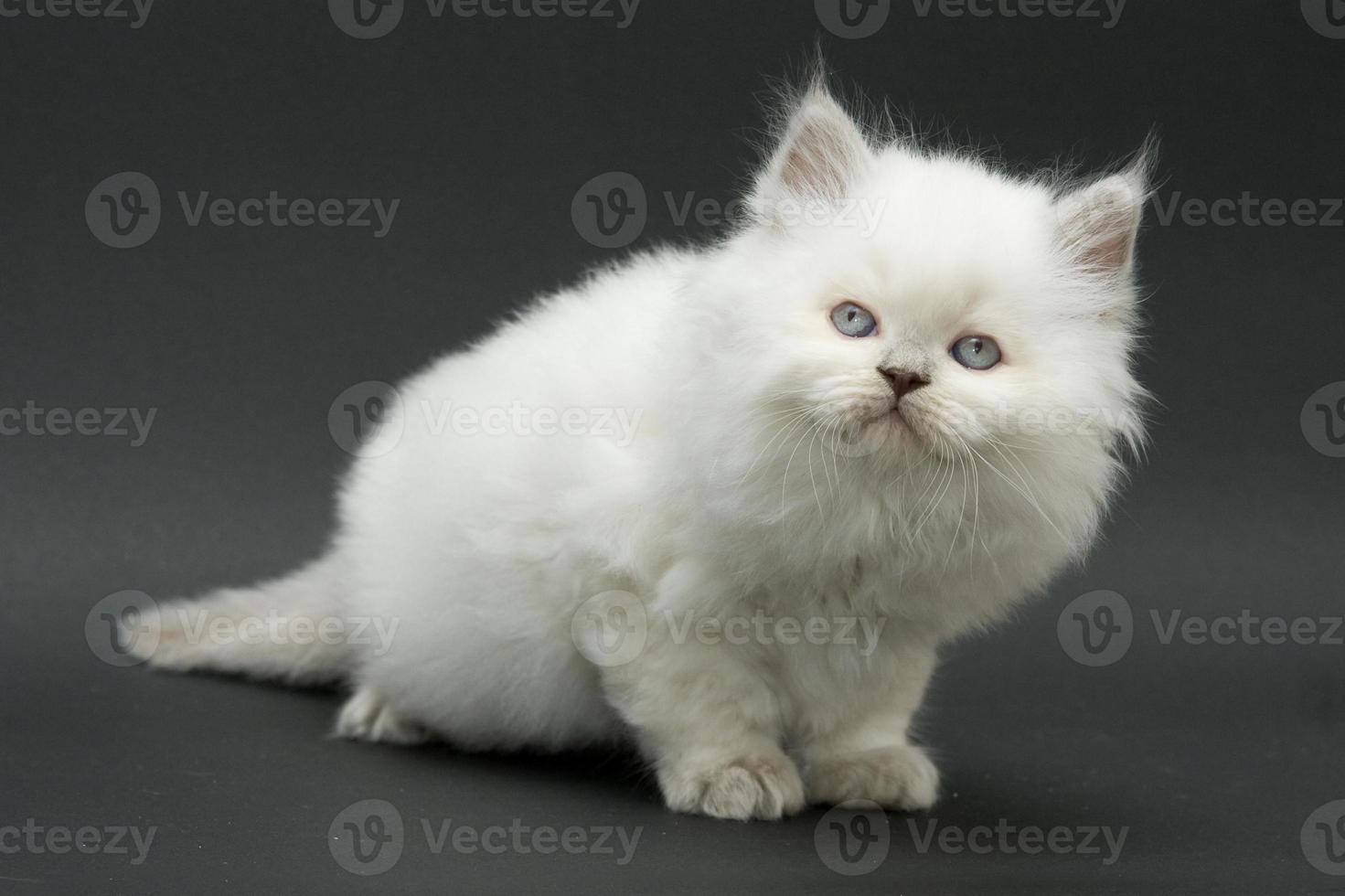 nice cute british kitten photo