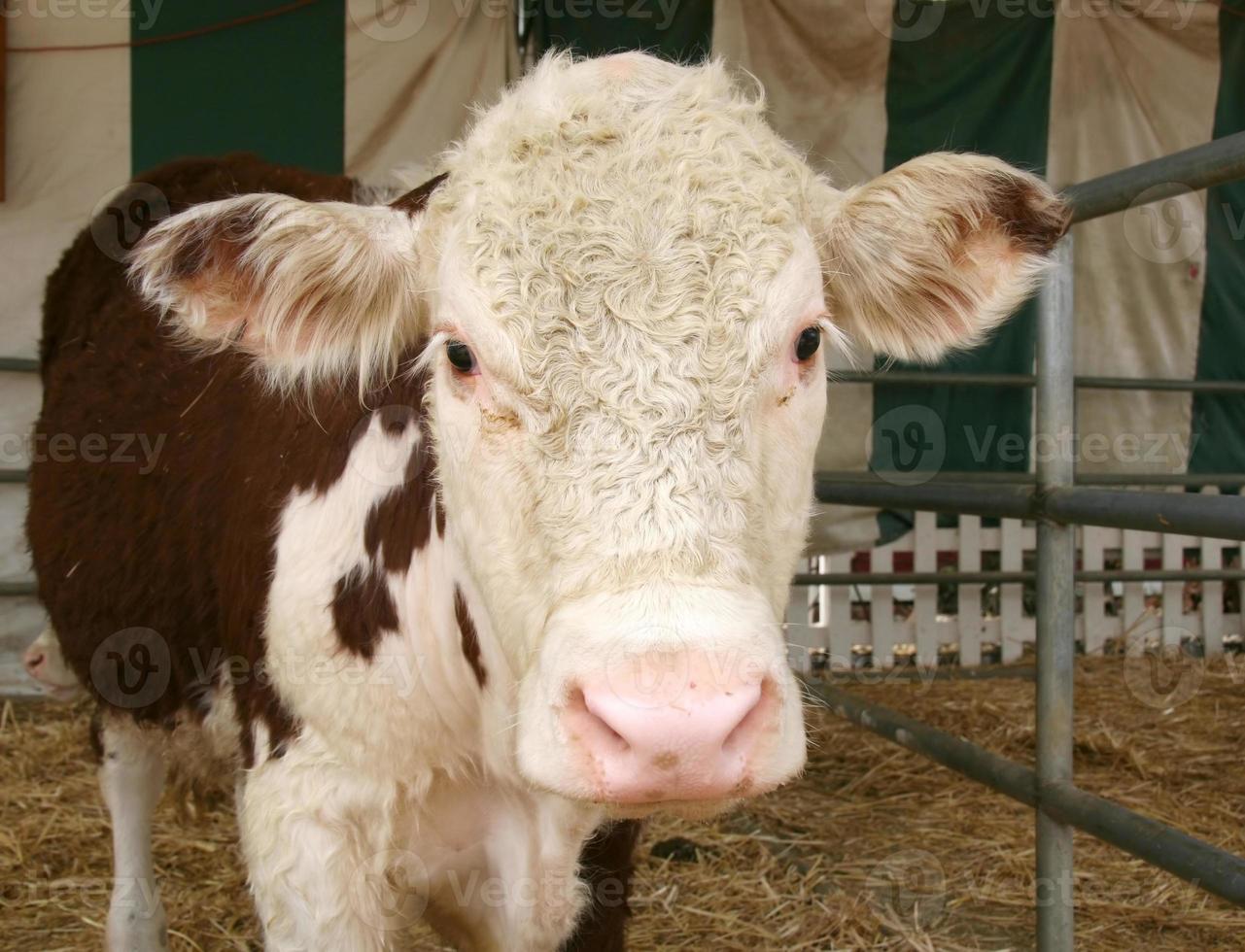 Adorable Cow photo