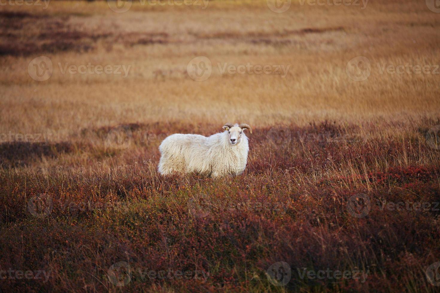 Iceland sheep photo