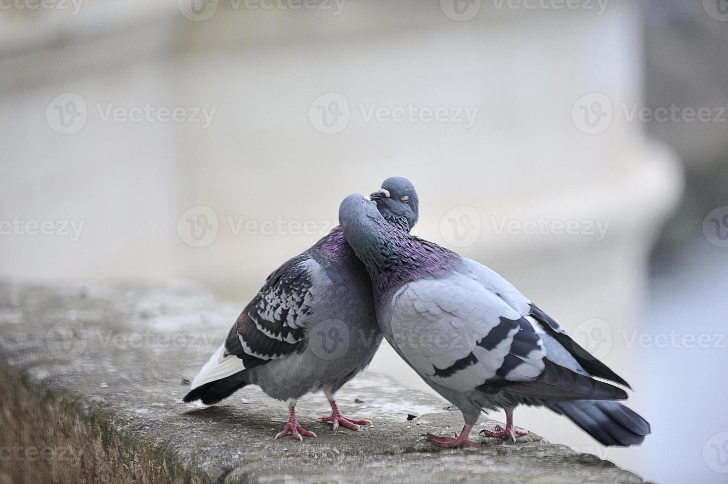 Kissing pigeons photo
