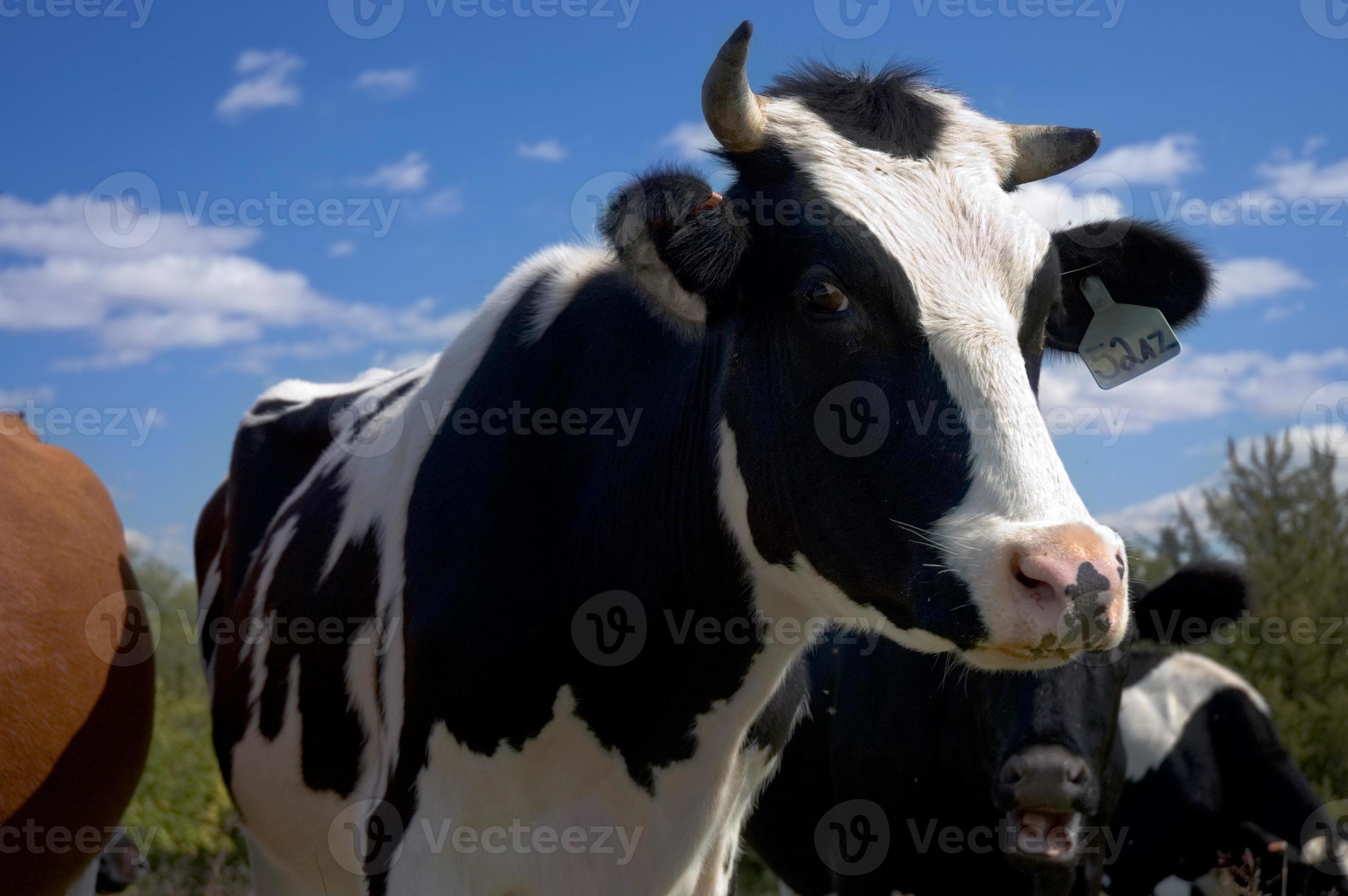 Milk Cow photo