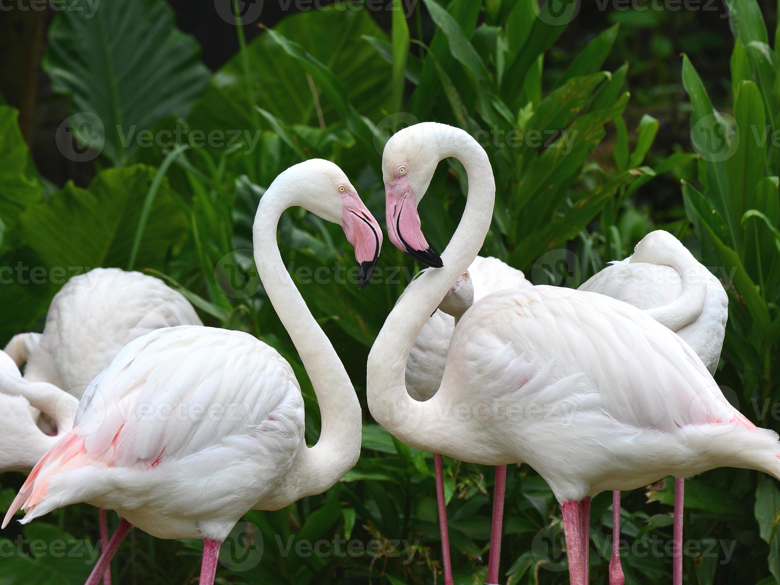 Greater Flamingo bird ,Phoenicopterus roseus, in very romantic h 717683 Stock Photo at Vecteezy Greater Flamingo bird ,Phoenicopterus roseus, in very romantic h 717683 Stock Photo at Vecteezy