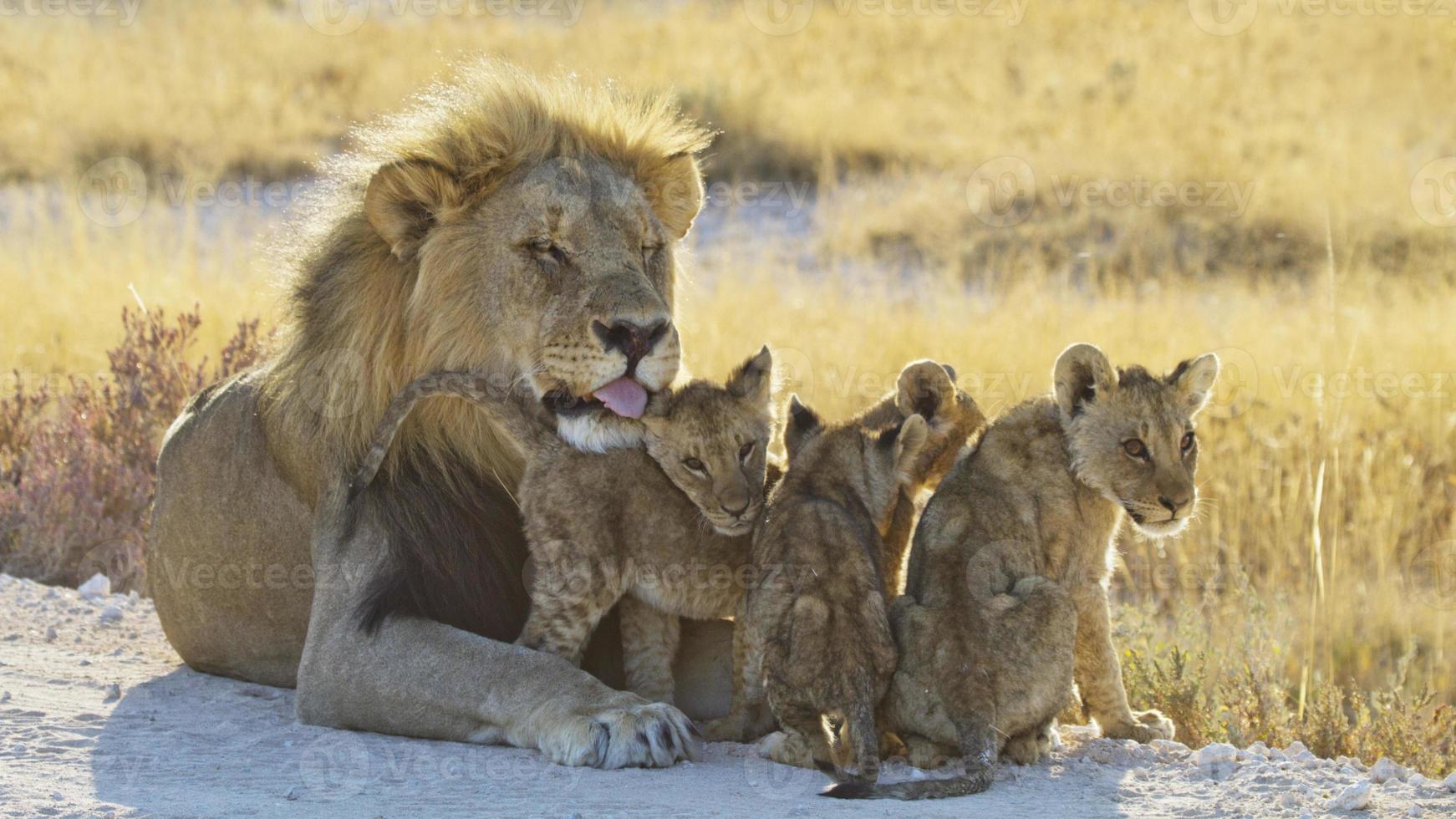 Loewe,  Panthera leo,  Lion photo