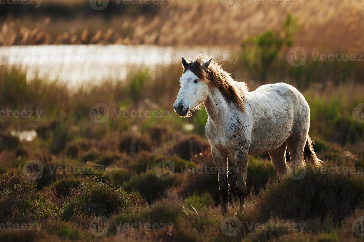White horse of Camargue photo