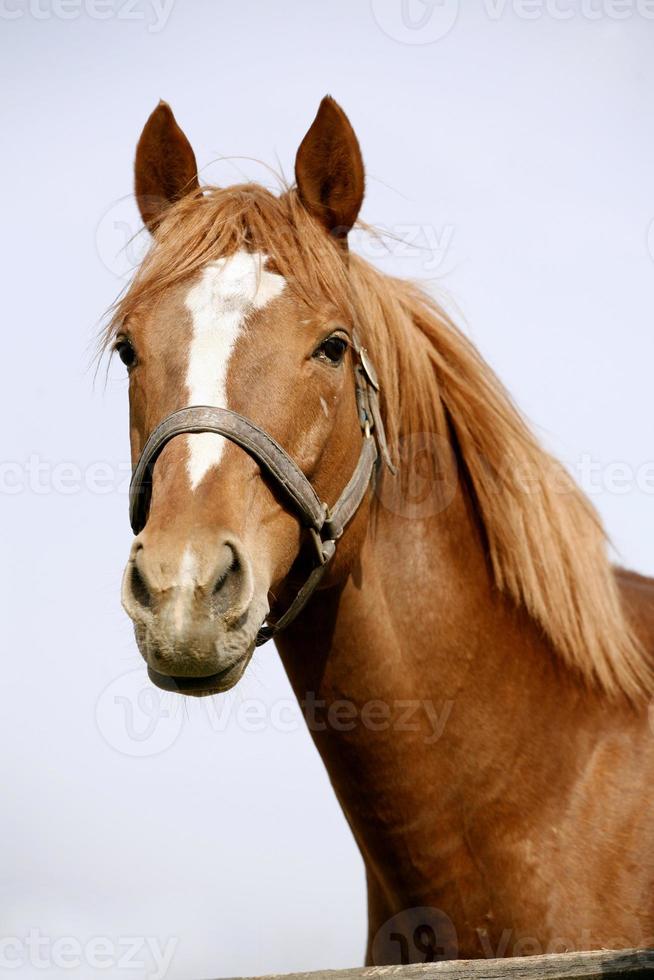 Hoedshot of a purebred racing horse  stallion photo