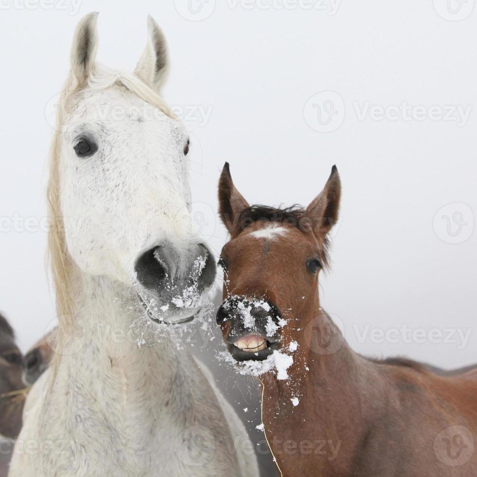 Mare with foal in winter photo