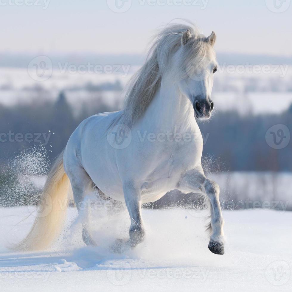 Galloping white horse photo