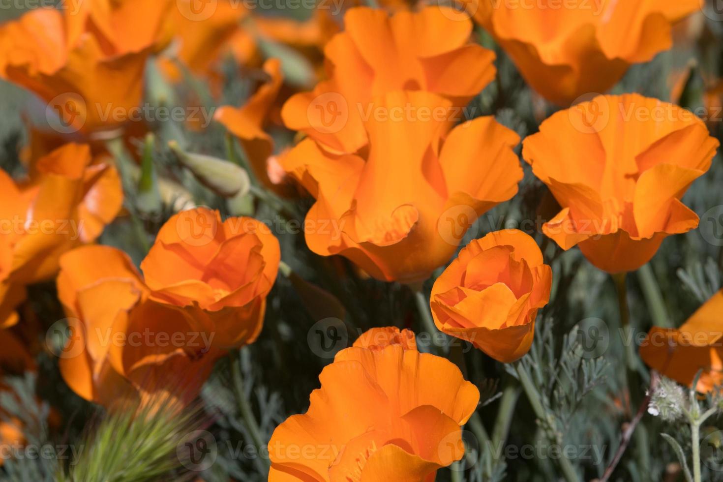 Antelope Valley Poppy Reserve, California, EE.UU. foto