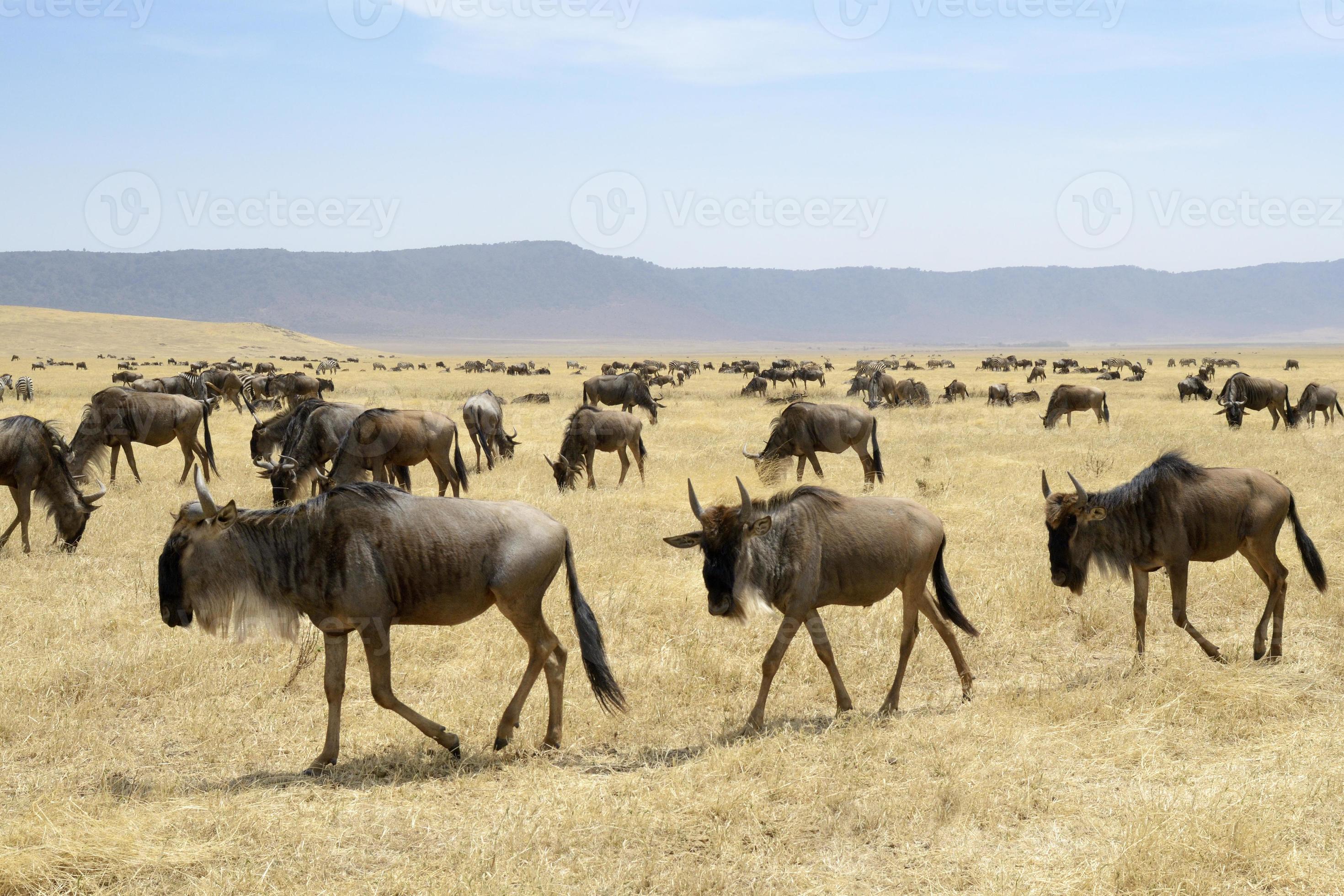 Wildebeest herd photo
