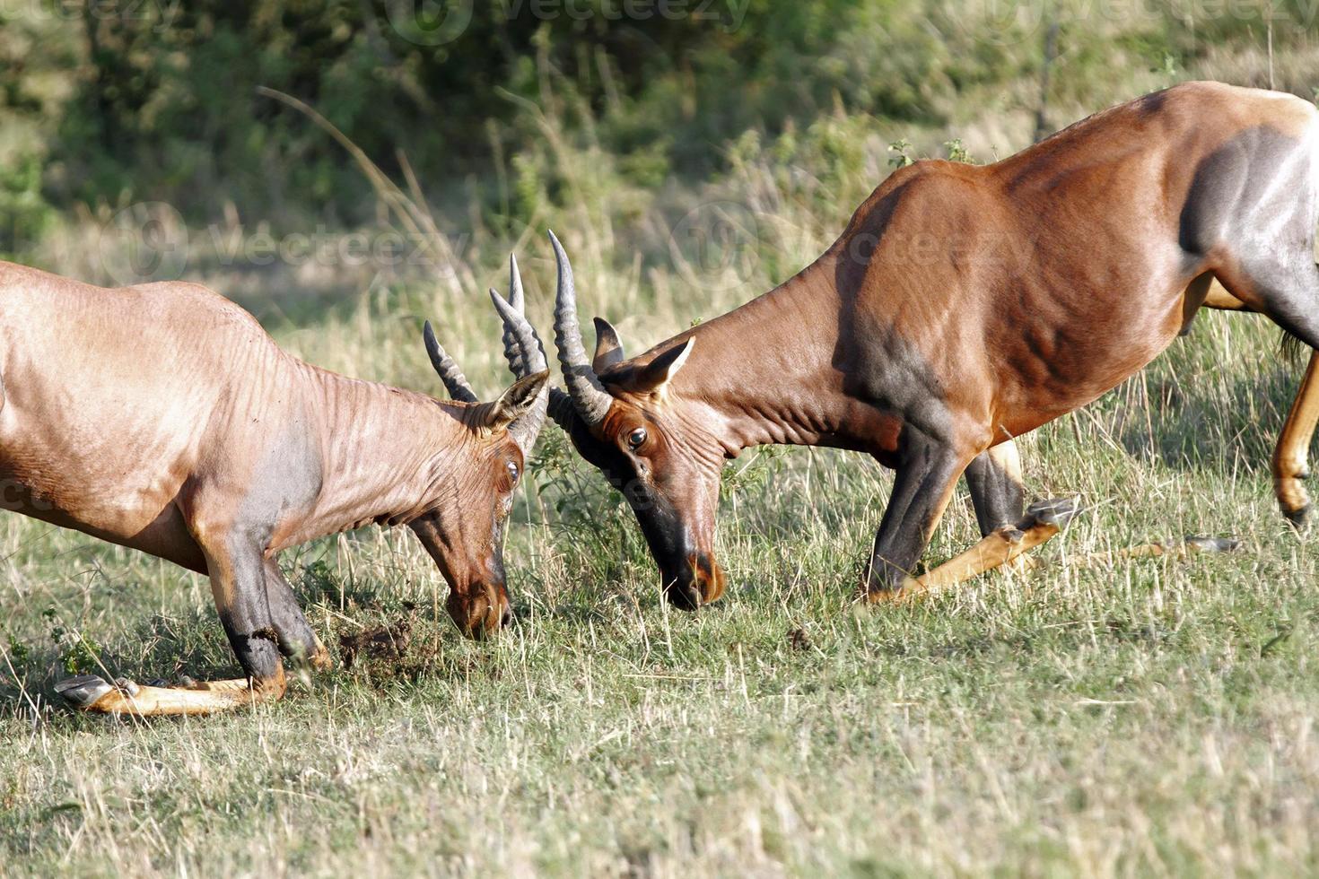 Fight between two Topi antelopes photo