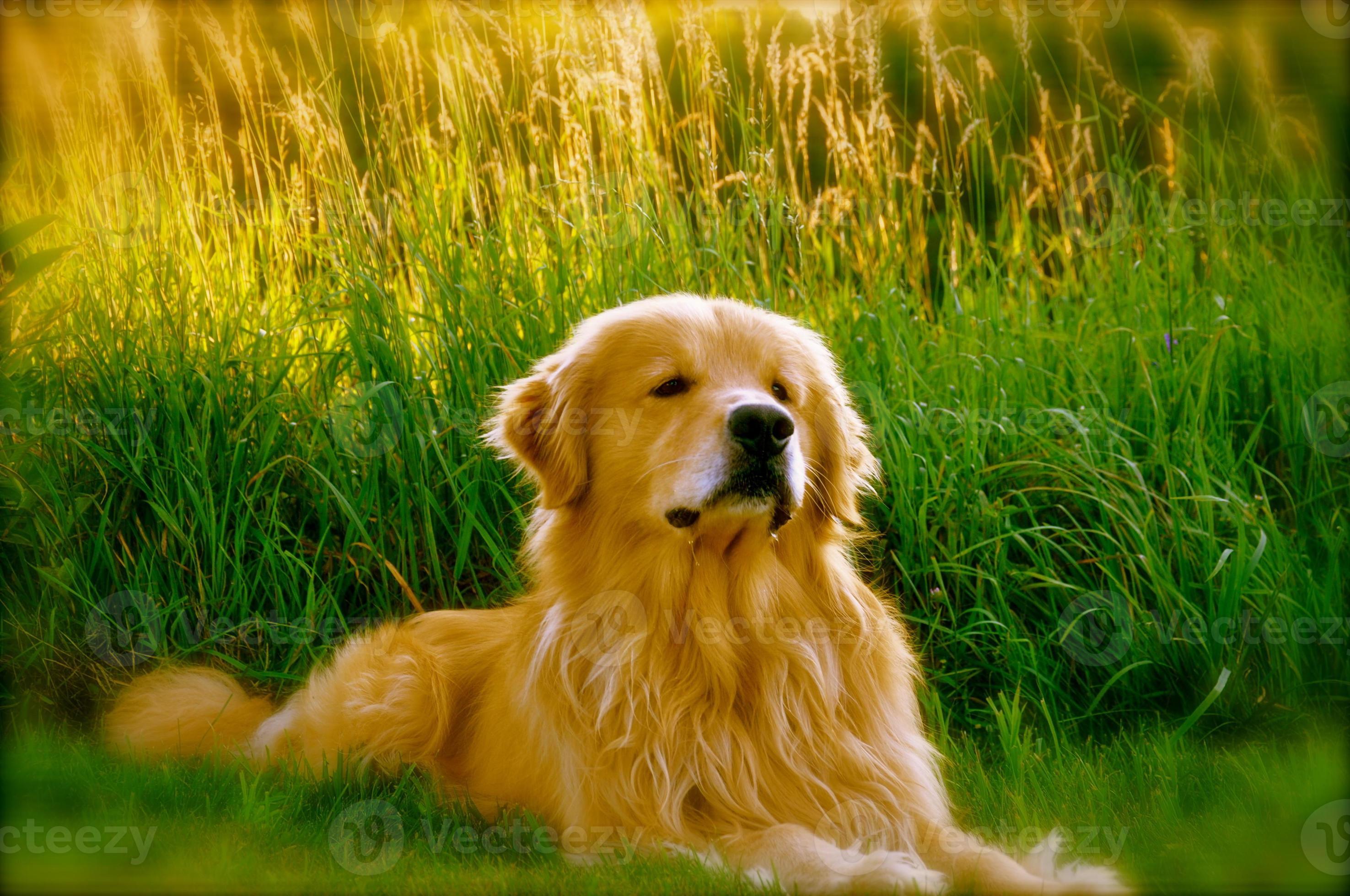 golden retriever happy dog 717993 Stock Photo at Vecteezy