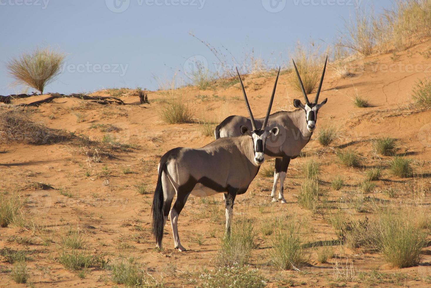 Two gemsboks in the kalahari, South Africa photo