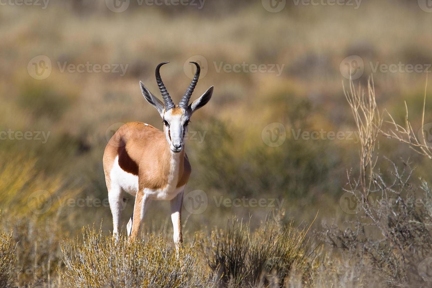Male Springbok in dry grassland photo