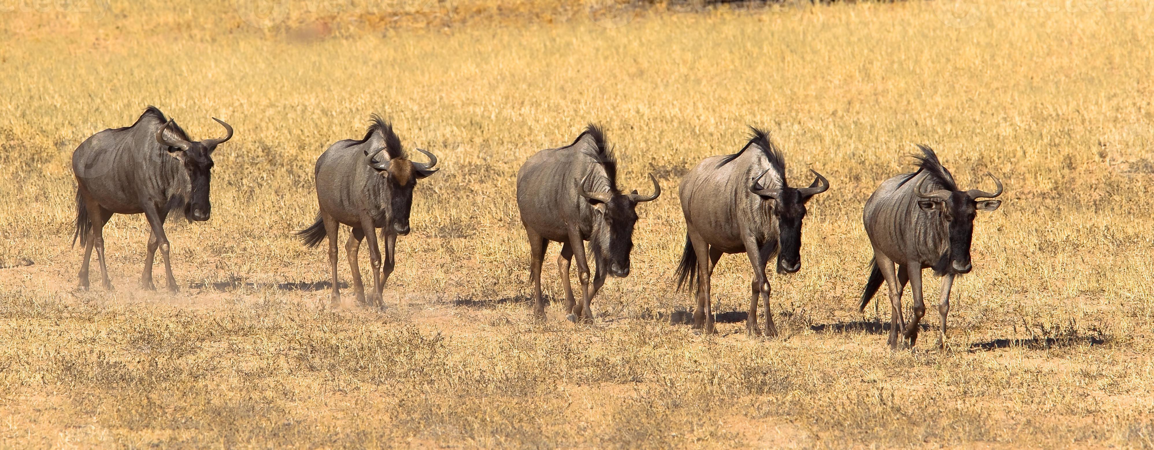 Wildebeest walking in line photo