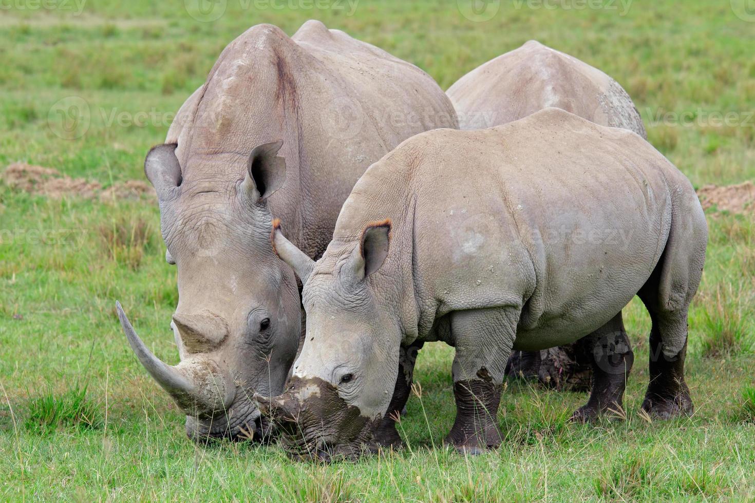 White rhinoceros feeding photo