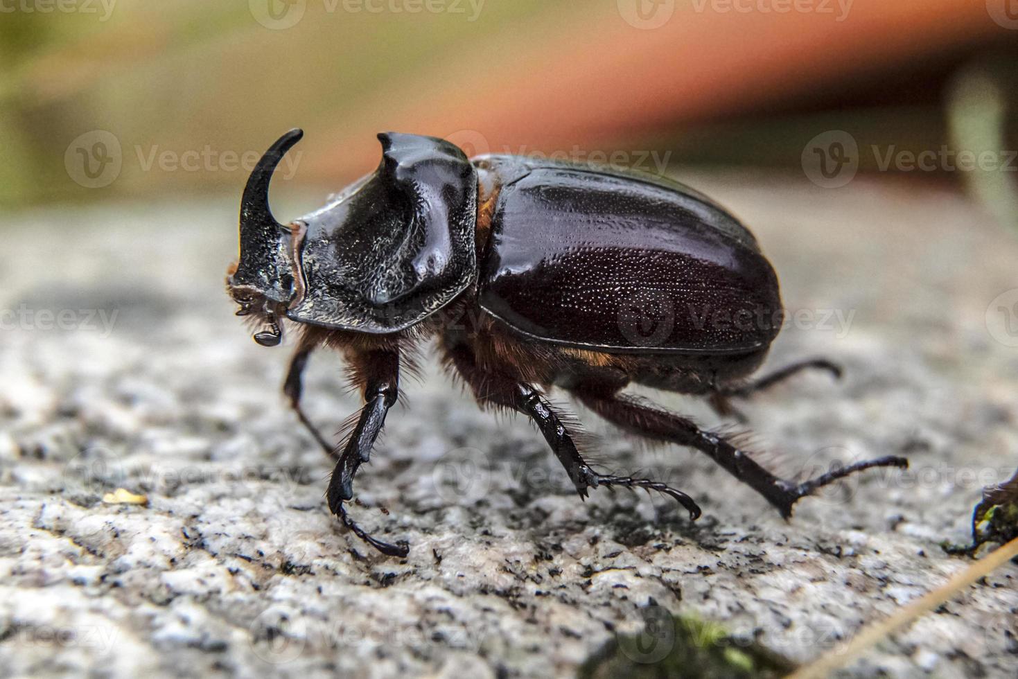 European rhinoceros beetle Oryctes nasicornis photo