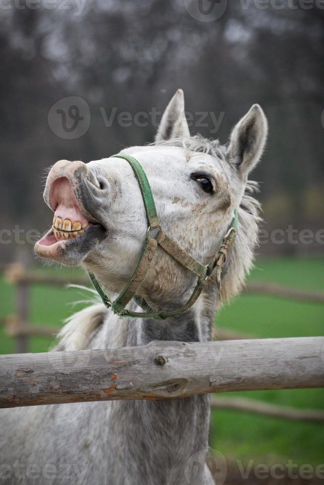 smiling horse