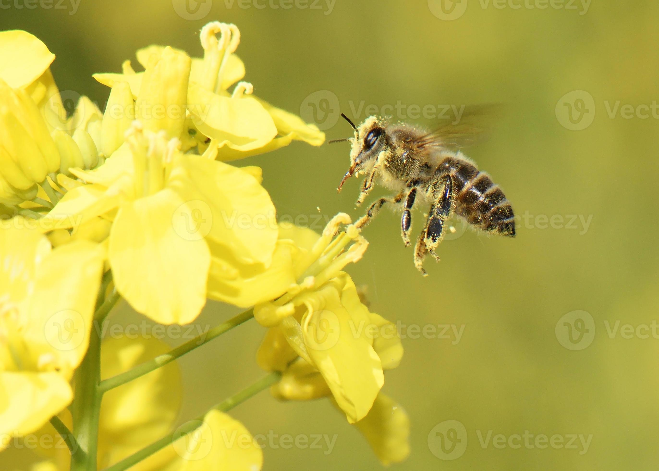 Honeybee flying 718238 Stock Photo at Vecteezy