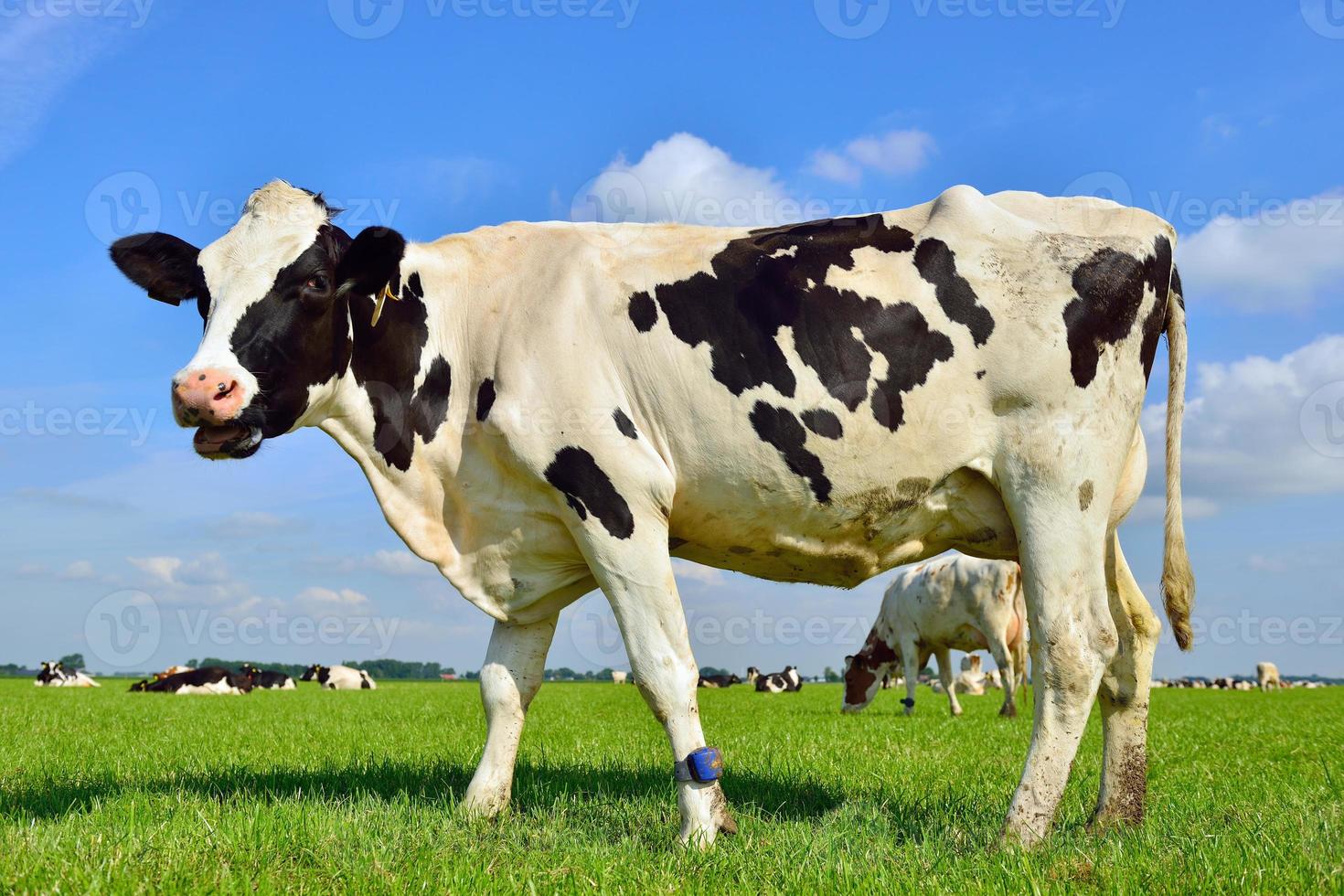 cow standing in meadow photo