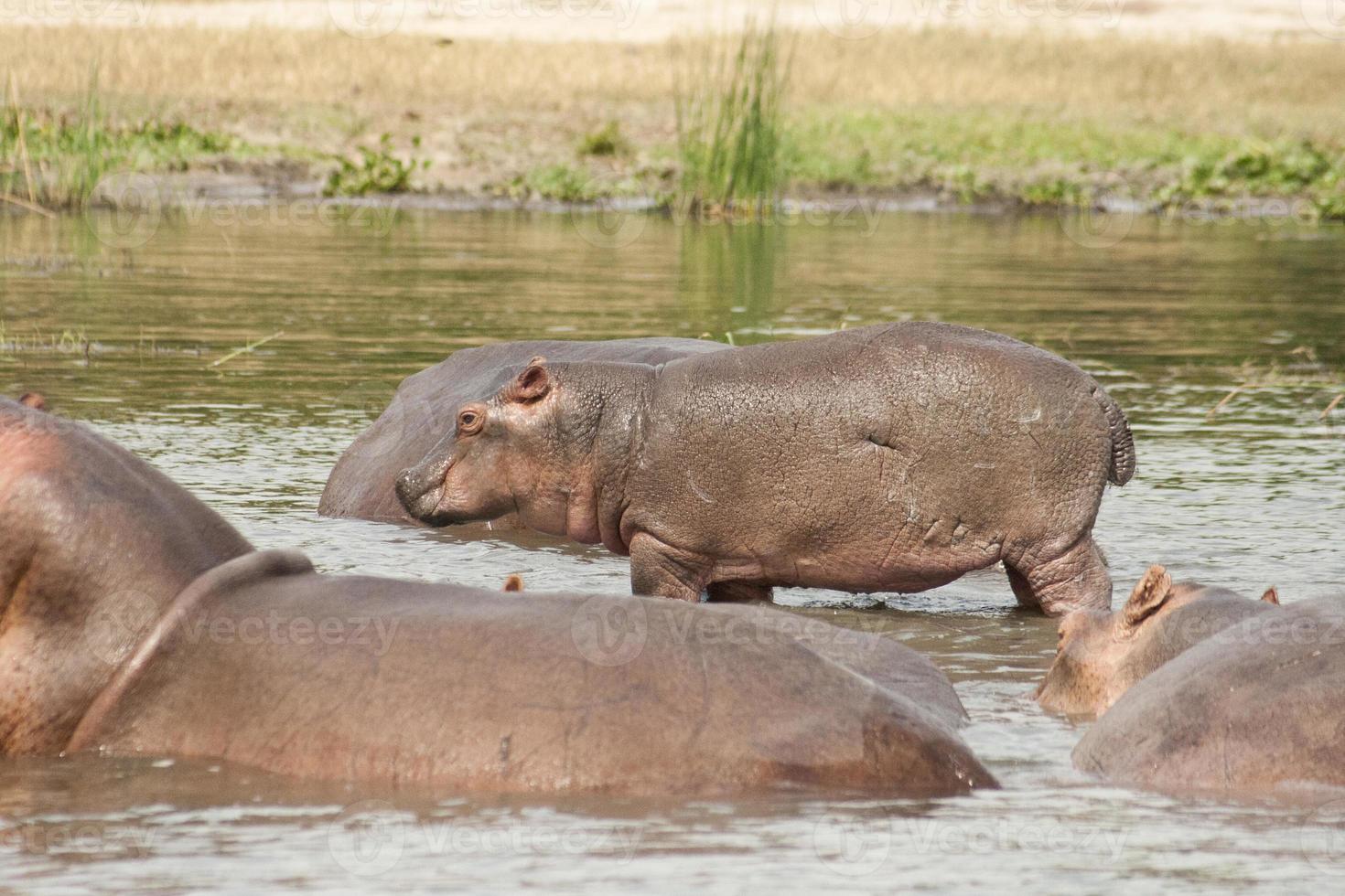 Baby Hippo photo