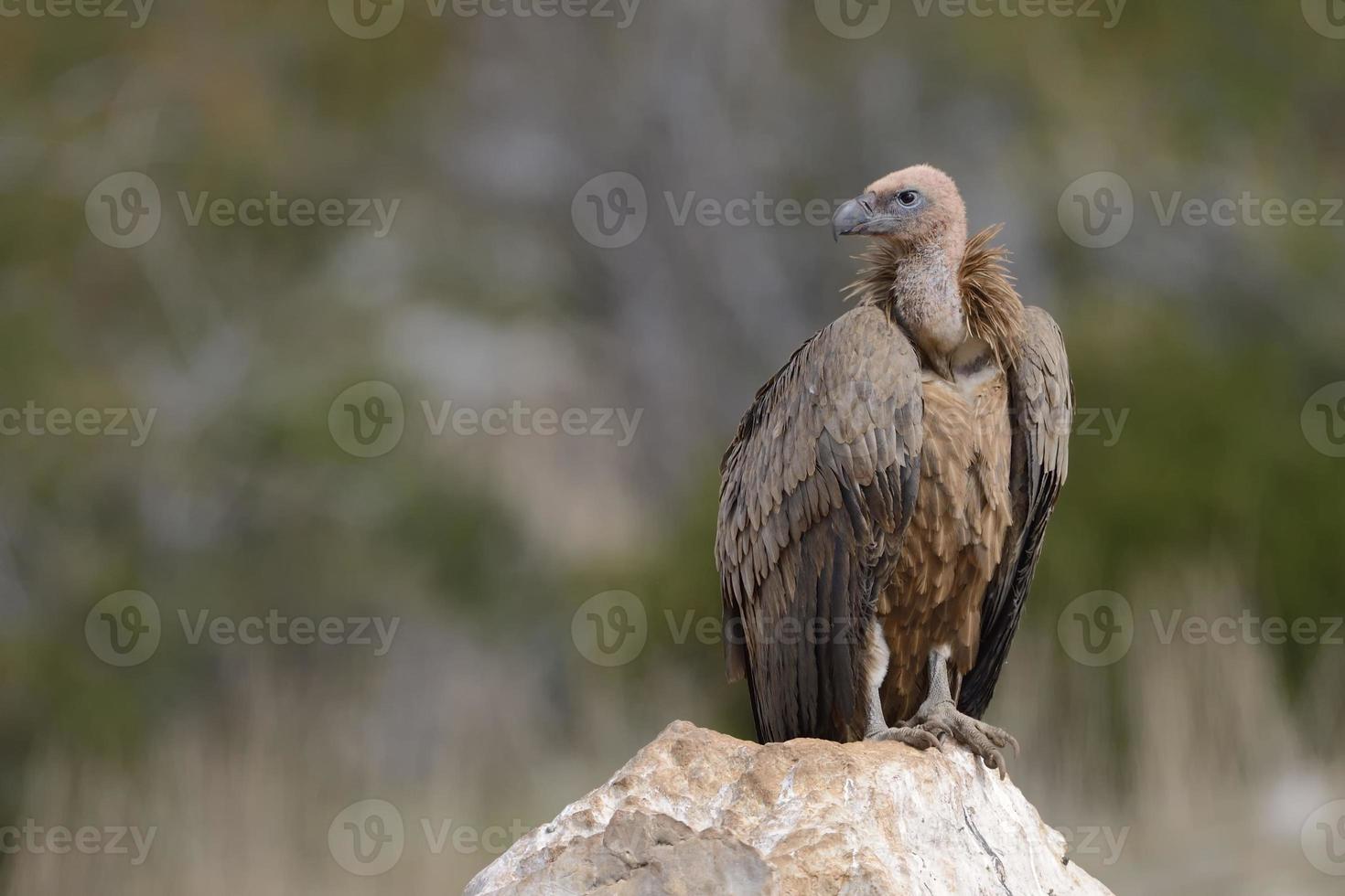 Griffon vulture standing on a rock. photo