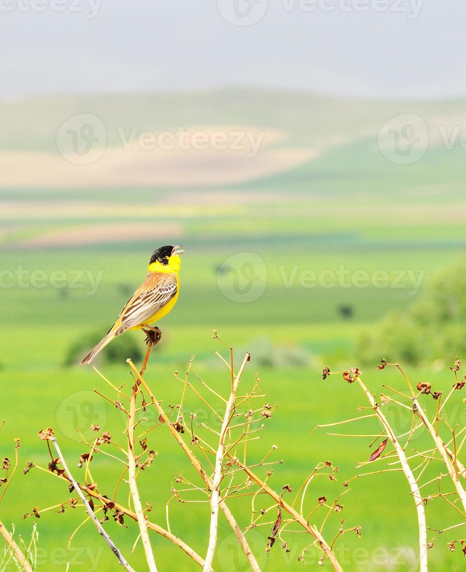 Yellow bird singing on a plant 718336 Stock Photo at Vecteezy