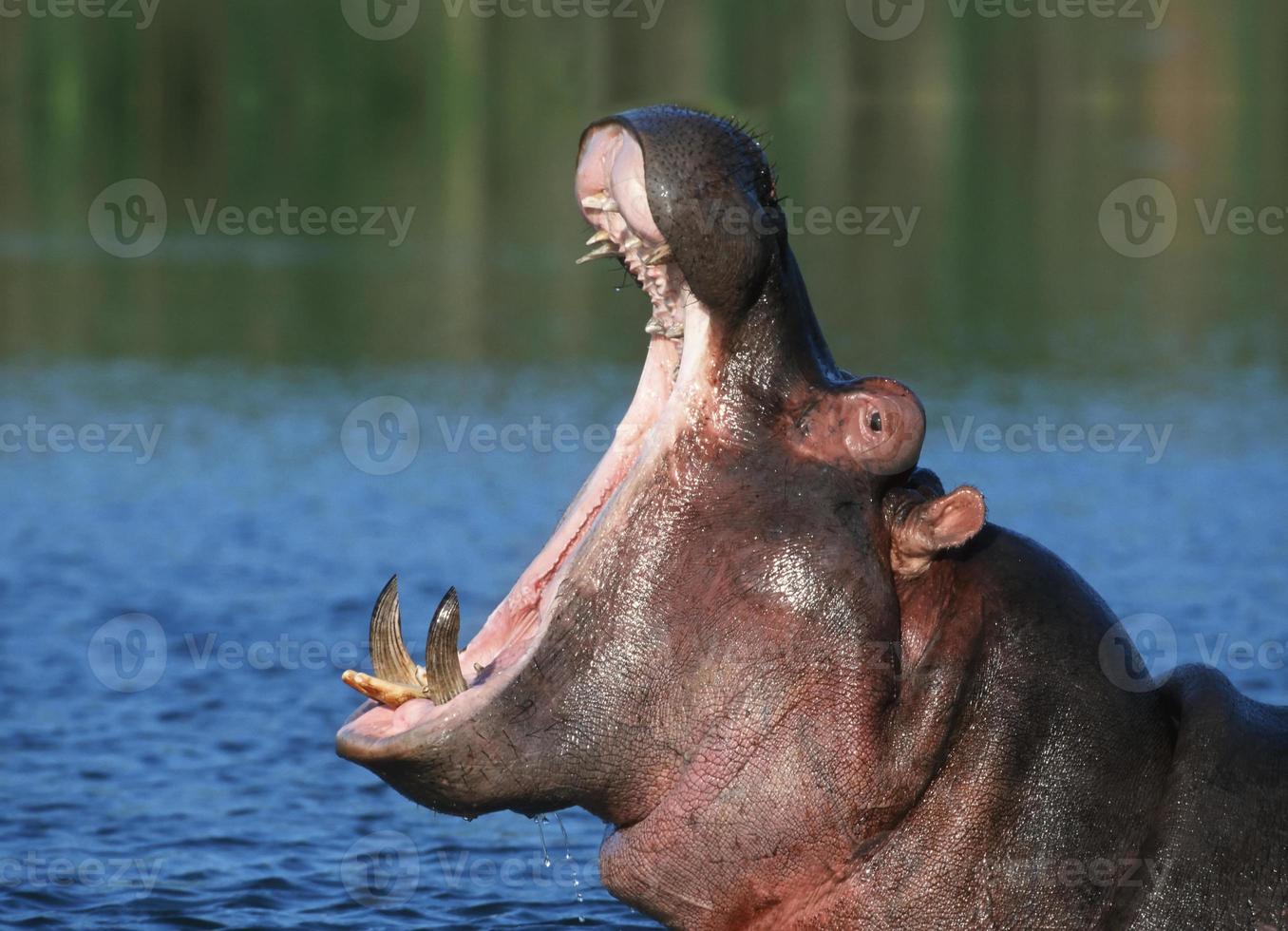 Hippopotamus yawning photo