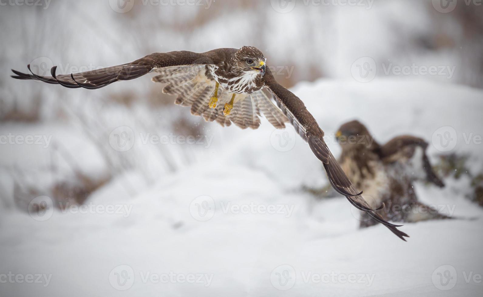 Buzzard fleeing from a fight photo