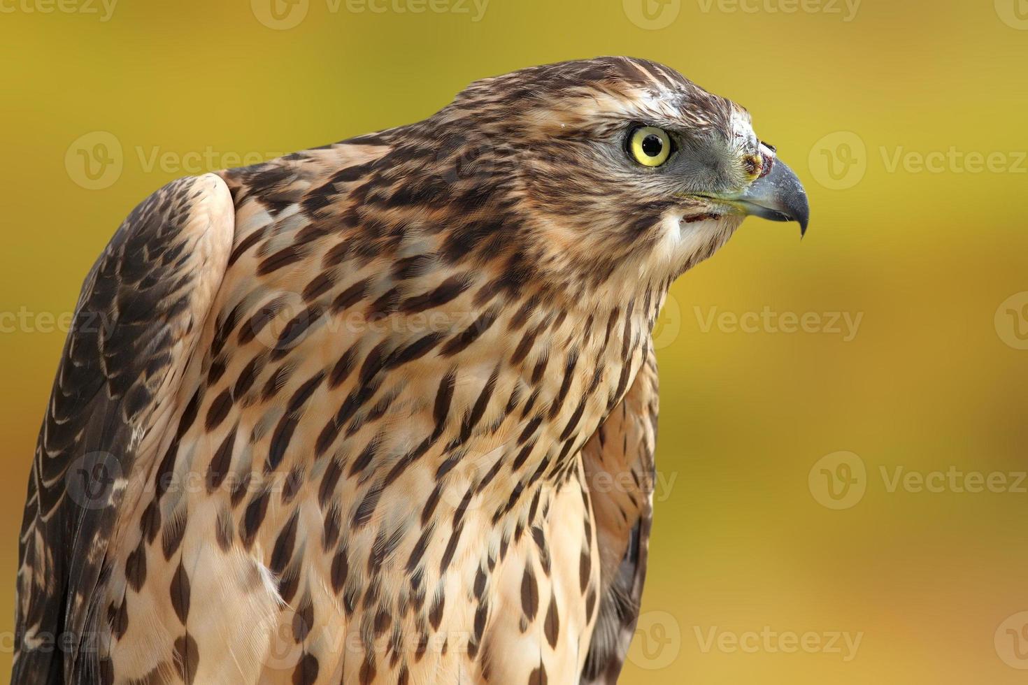 accipiter nisus over out of focus background photo
