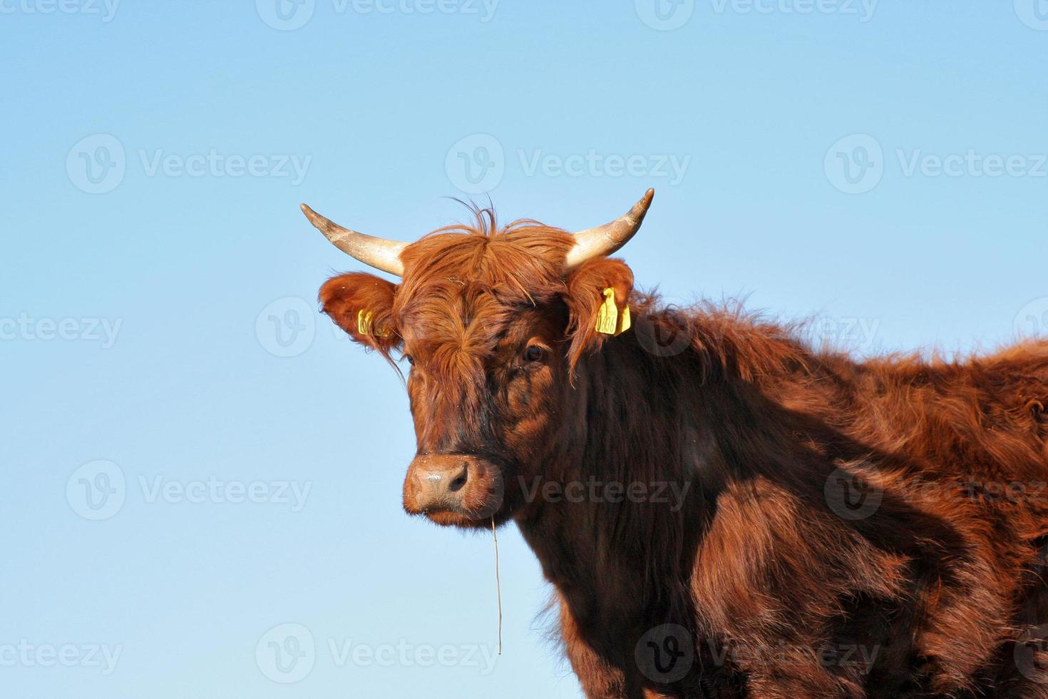 Cow photo