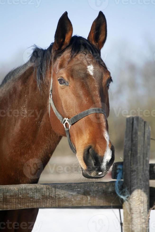 Close-up of a bay horse in winter corral rural scene photo