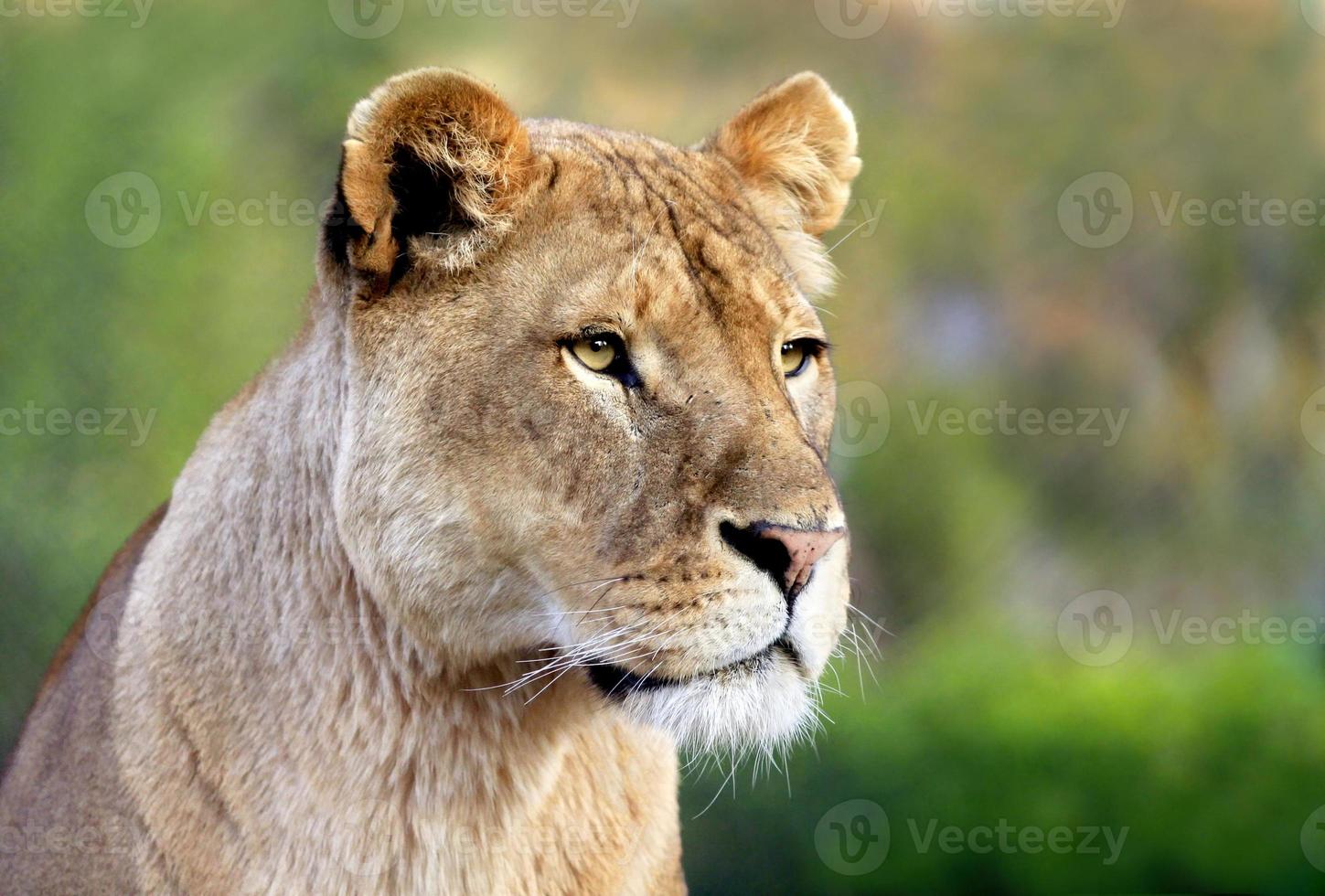 Portrait of lioness photo
