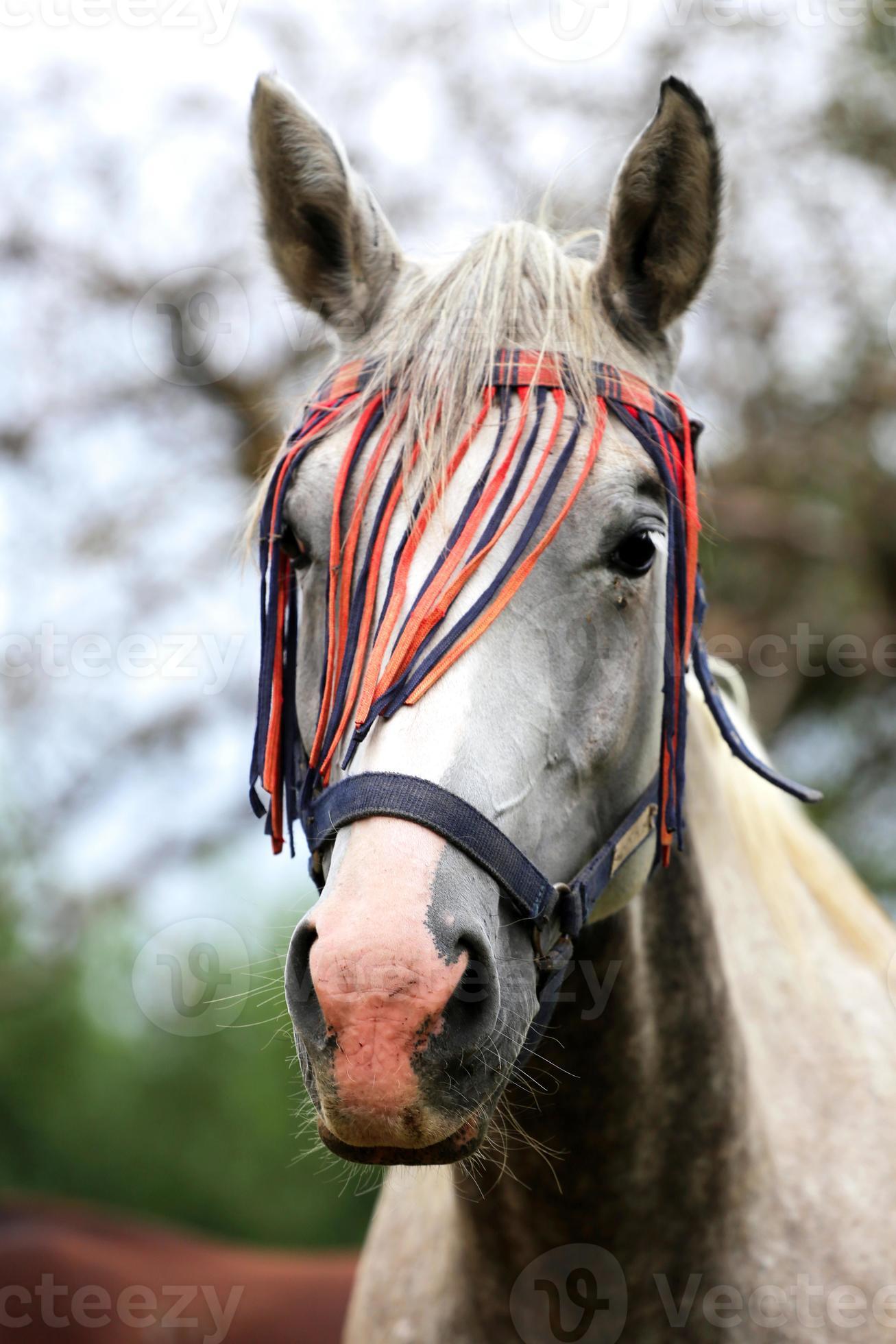 Portrait of a grey colored arabian horse rural scene photo