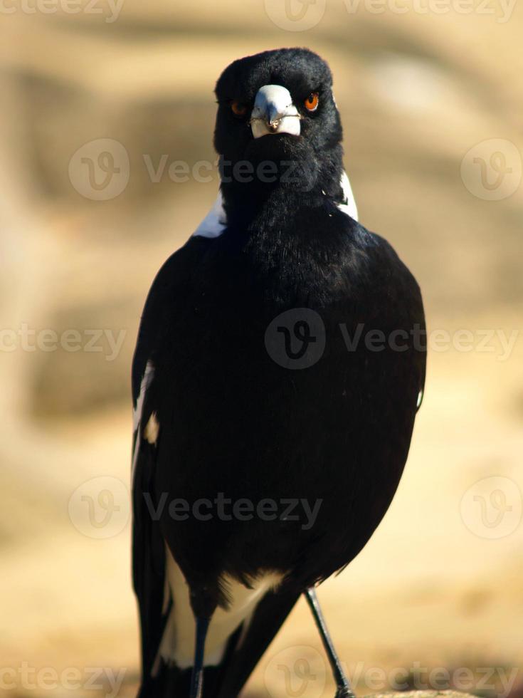 Angry Australian Magpie photo