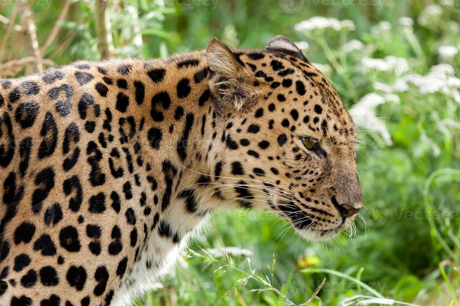 Profile Head Shot of Back Lit Amur Leopard photo