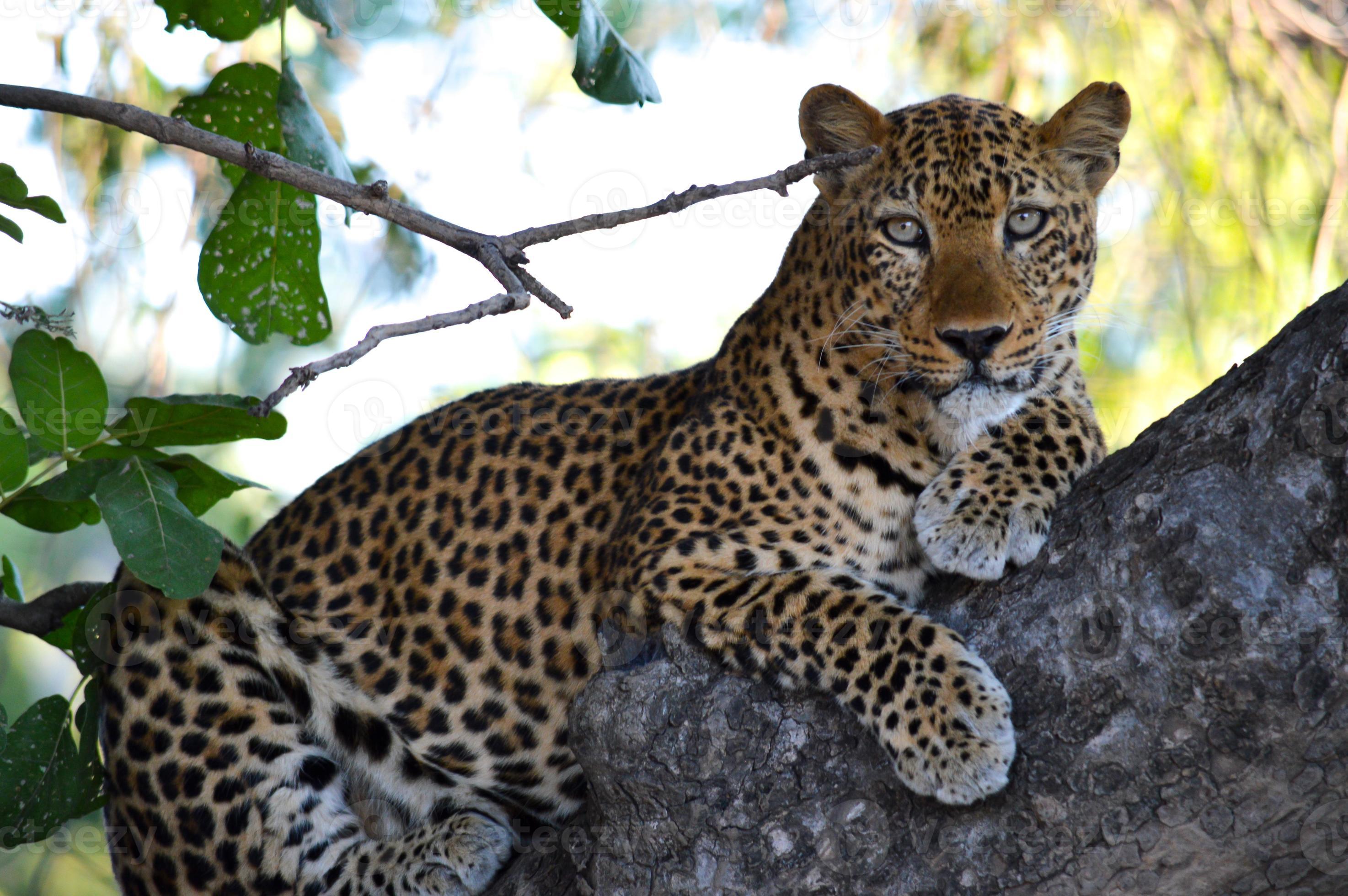 Staring Leopard In Tree 718623 Stock Photo At Vecteezy staring-leopard-in-tree-718623-stock-photo-at-vecteezy
