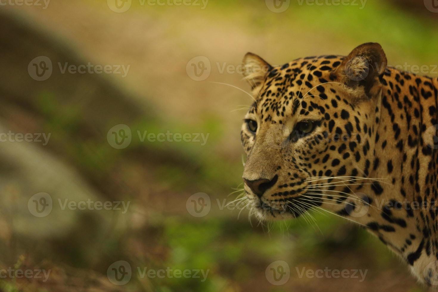 Leopardess photo